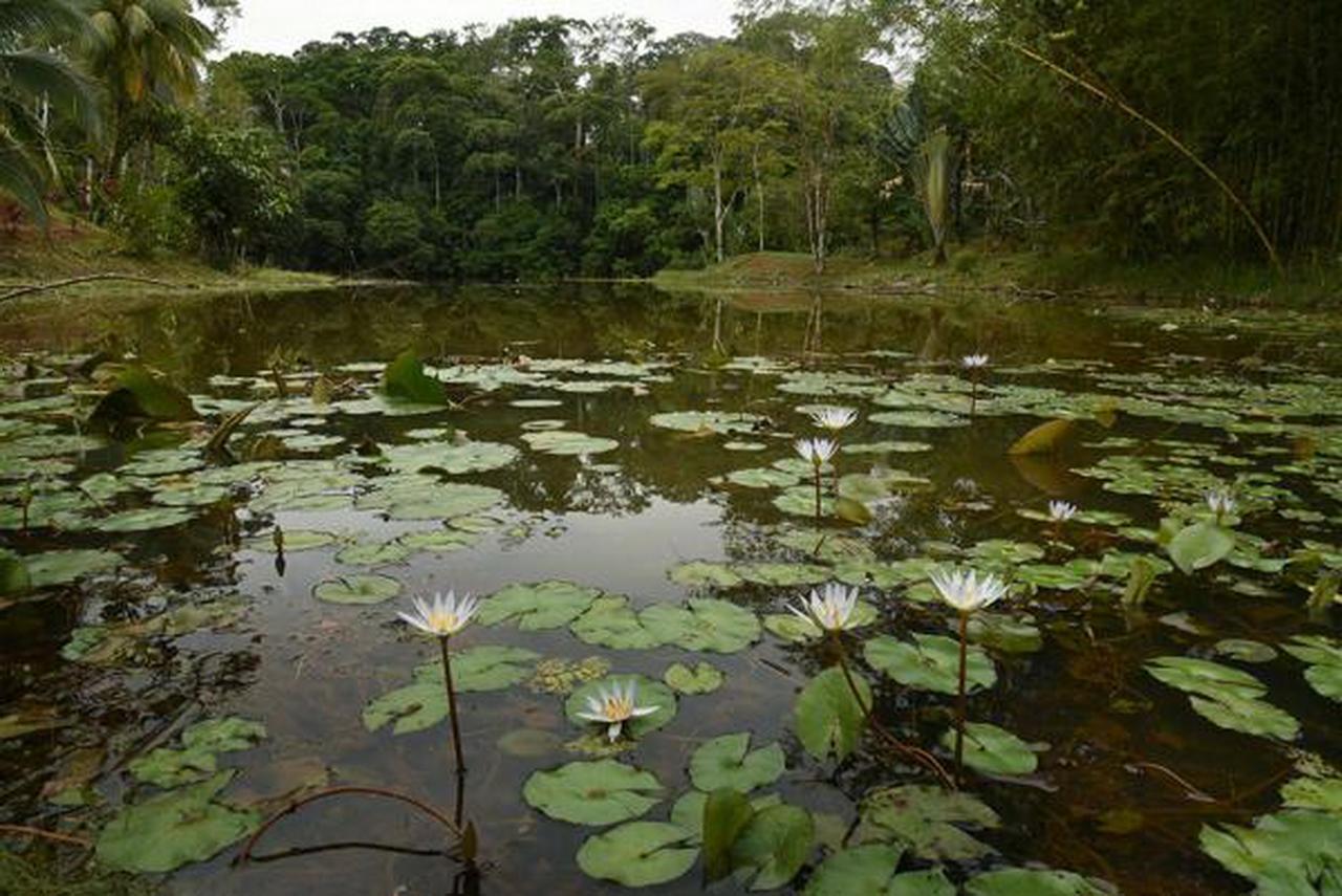 La Laguna Del Lagarto Eco-Lodge Pital  Esterno foto